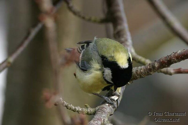 Mésange charbonnière