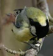 Great Tit