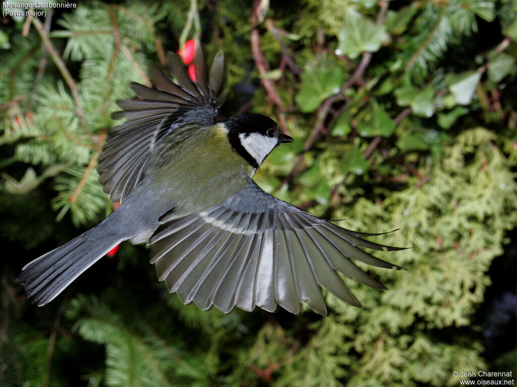 Mésange charbonnière