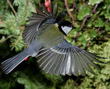 Great Tit