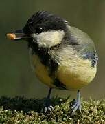 Great Tit