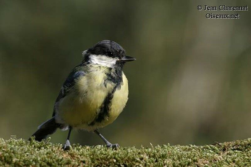 Mésange charbonnière