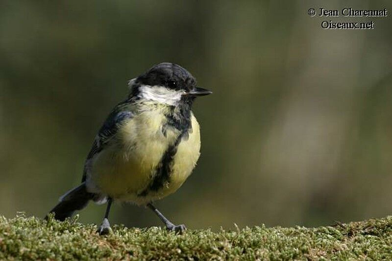 Great Tit