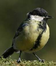 Mésange charbonnière