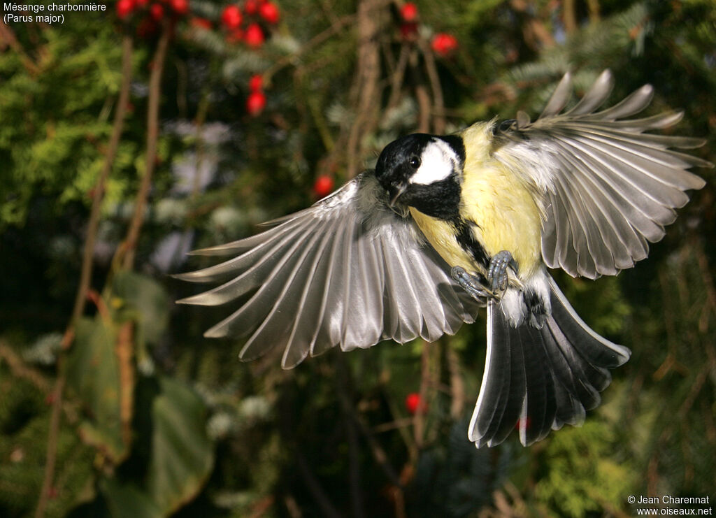 Mésange charbonnière