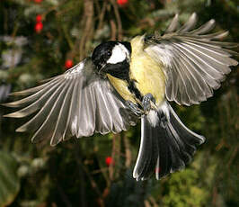 Mésange charbonnière