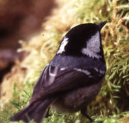 Coal Tit