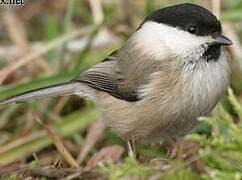 Marsh Tit