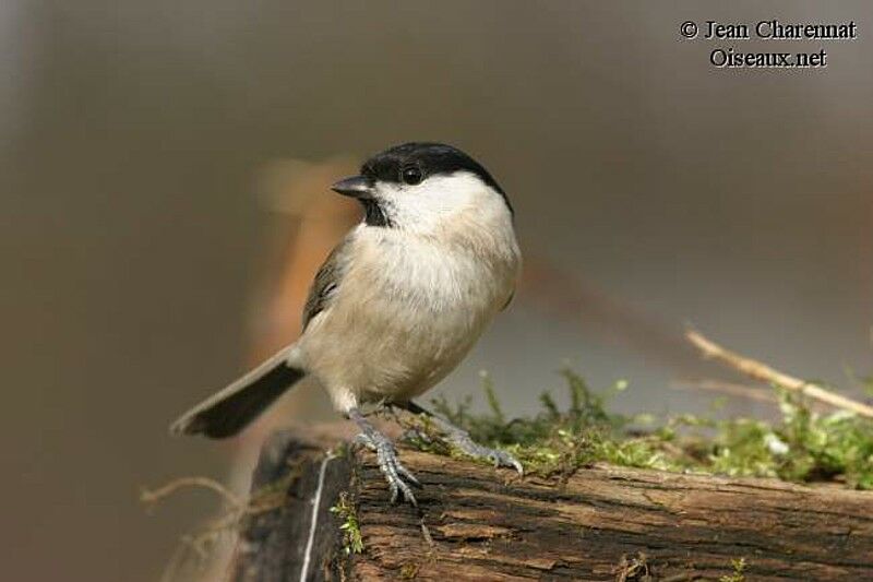 Marsh Tit