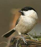 Marsh Tit