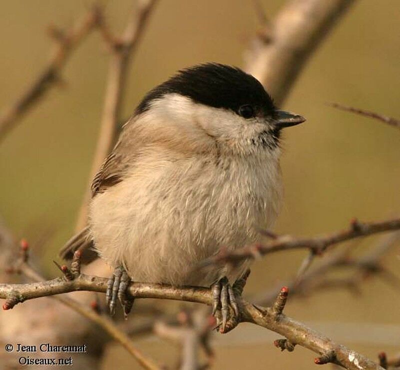 Mésange nonnette