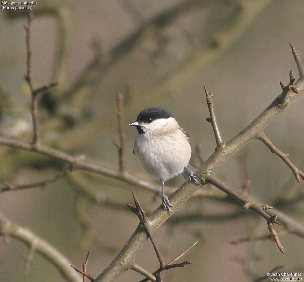 Mésange nonnette