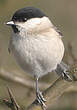 Mésange nonnette