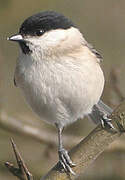 Marsh Tit