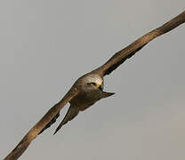 Black Kite