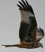 Red Kite