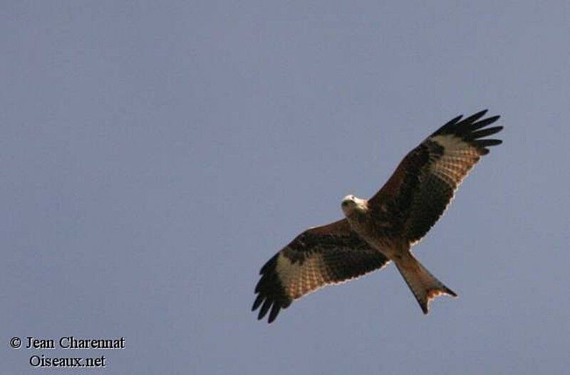 Red Kite