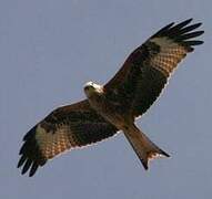 Red Kite