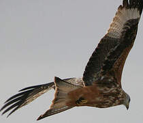 Red Kite