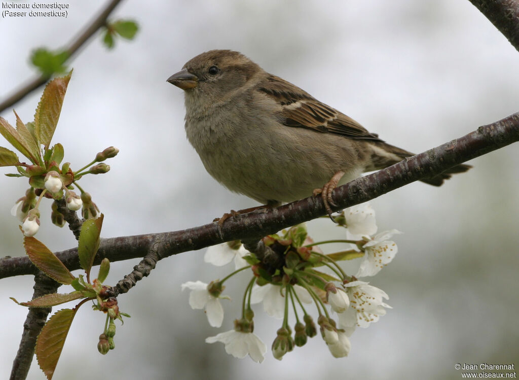 Moineau domestique