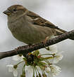 Moineau domestique