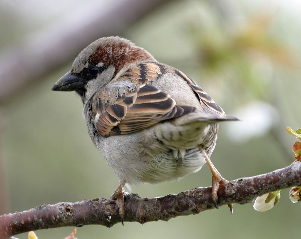 House Sparrow