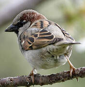 House Sparrow