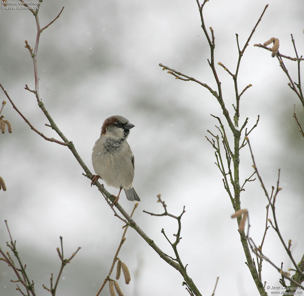 House Sparrow