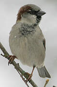 House Sparrow