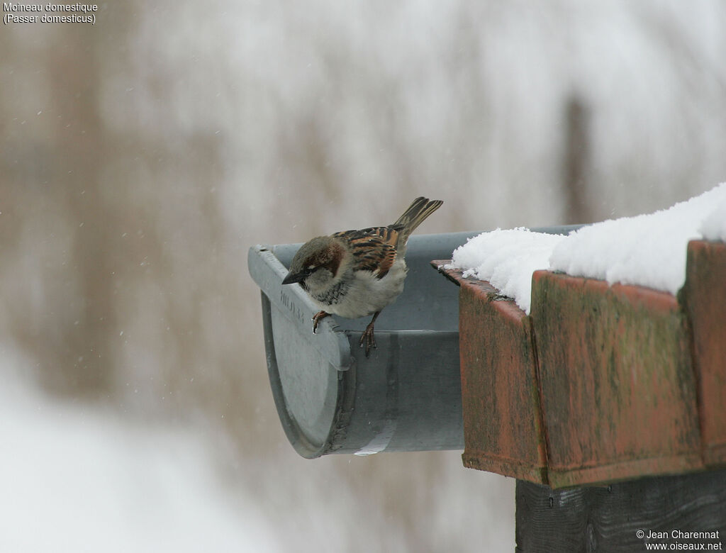 Moineau domestique