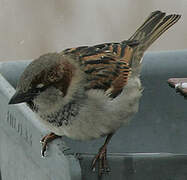 House Sparrow