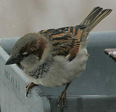 Moineau domestique