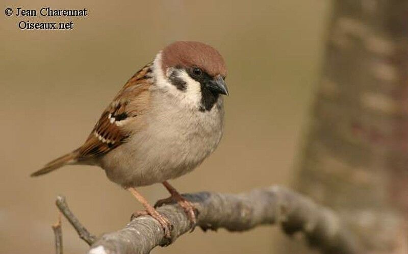 Moineau friquet