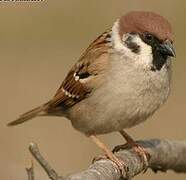 Eurasian Tree Sparrow