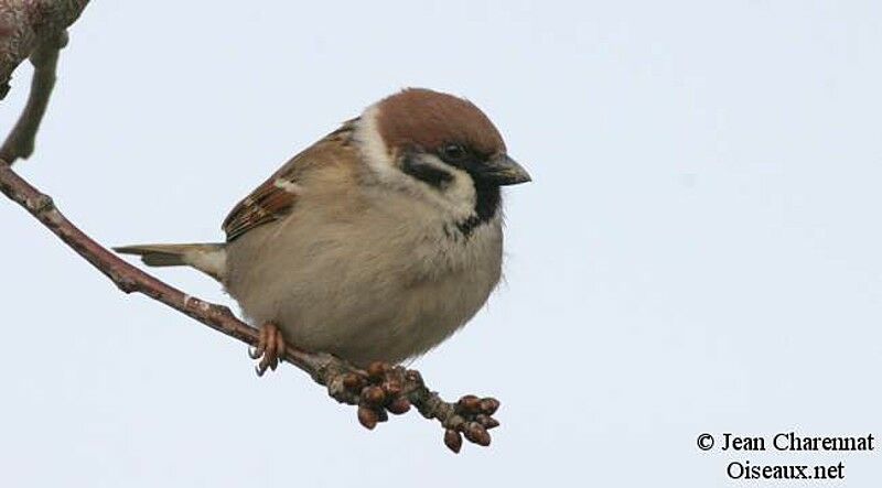 Eurasian Tree Sparrow