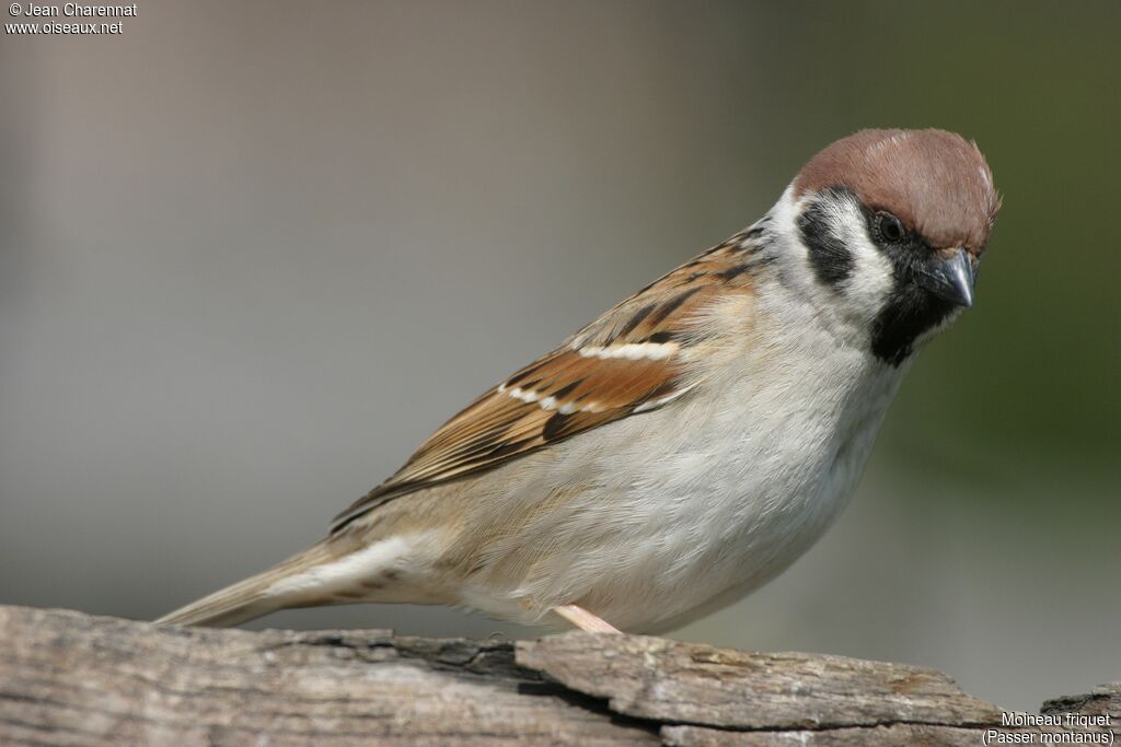 Eurasian Tree Sparrow