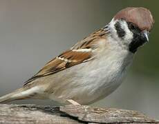 Eurasian Tree Sparrow