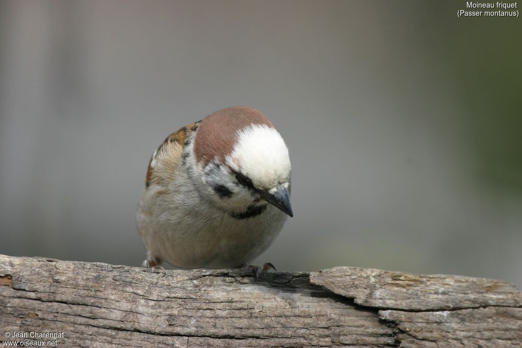 Eurasian Tree Sparrow