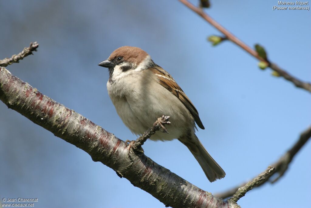 Eurasian Tree Sparrow