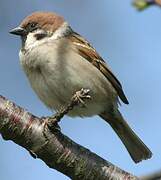 Eurasian Tree Sparrow