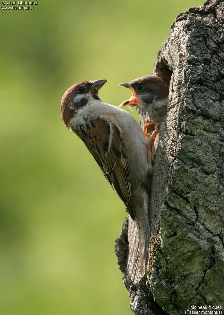 Moineau friquet