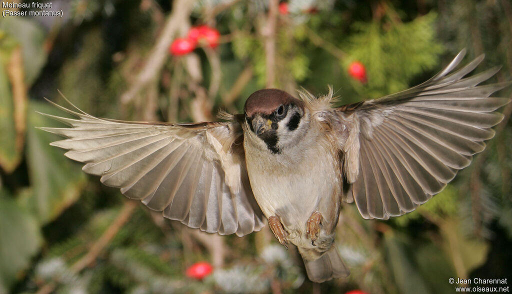 Moineau friquet