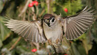 Moineau friquet