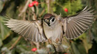 Moineau friquet