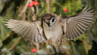 Eurasian Tree Sparrow