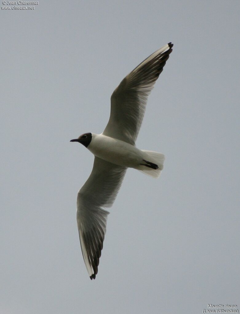 Mouette rieuse