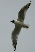 Black-headed Gull