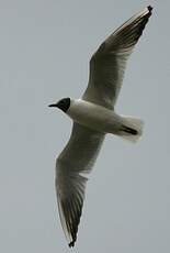 Mouette rieuse