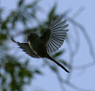 Long-tailed Tit