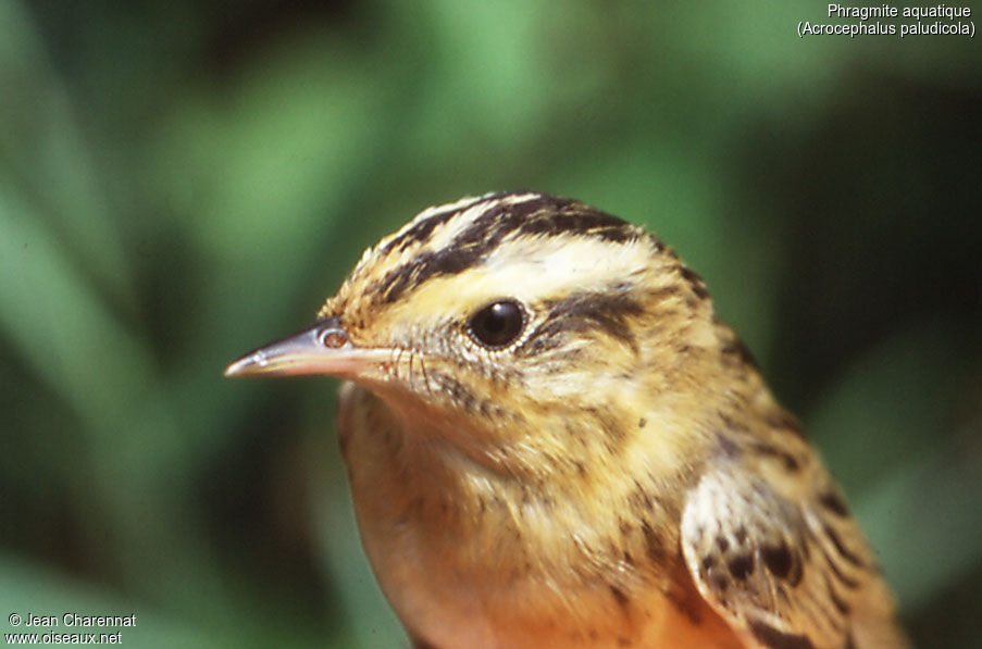 Aquatic Warbler